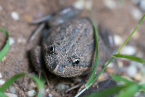 A recent visitor to our yard - possibly a Spotted Marsh Frog (Limnodynastes tasmaniensis)? | A Backyard Obsession