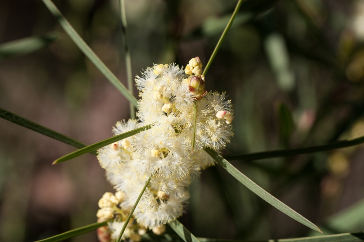 Sweet Wattle (Acacia suavelolens)
