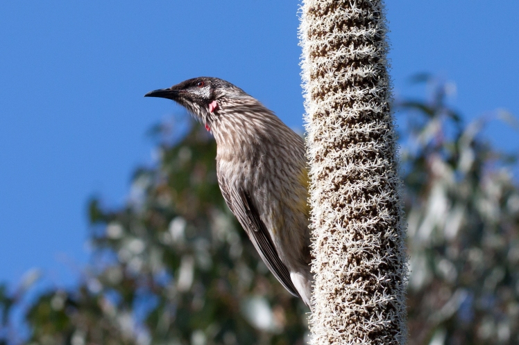 Red Wattlebirds like to feed on flowers that contain nectar, like this Australian Grass Tree (Xanthorrhoea sp.) flower spike.